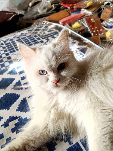 Persian cat tripple coat blue eyes