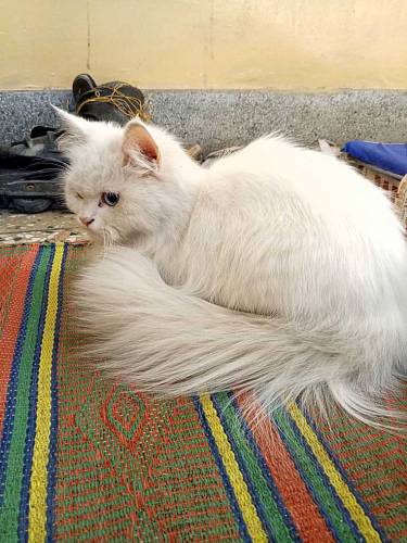 Persian cat tripple coat blue eyes