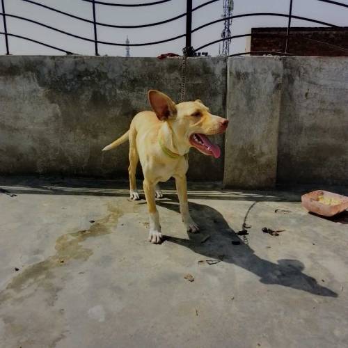 Labrador female for sale 