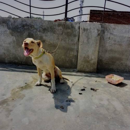 Labrador female for sale 