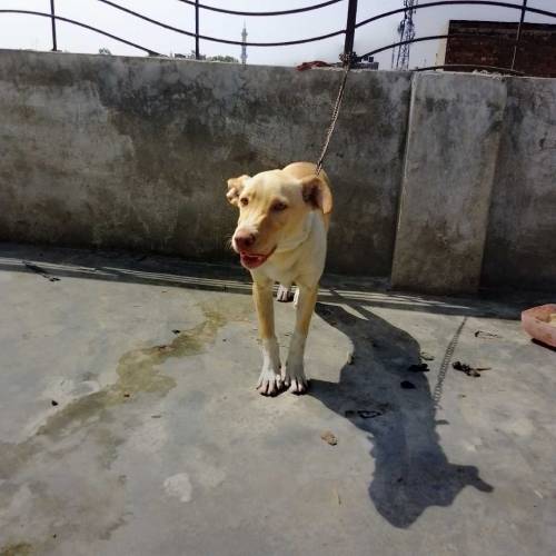Labrador female for sale 