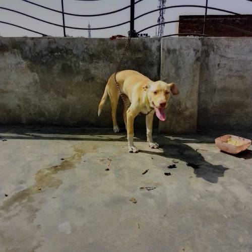 Labrador female for sale 