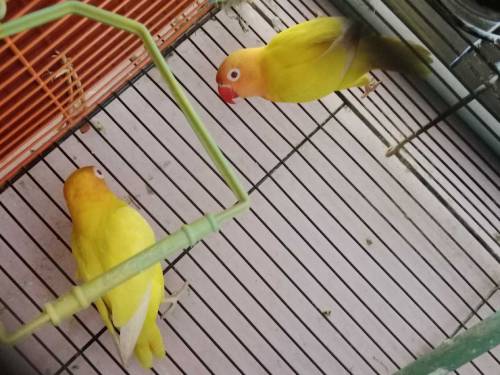 Lotino pasnata red-eye hai pair