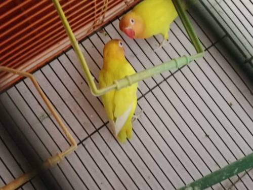 Lotino pasnata red-eye hai pair