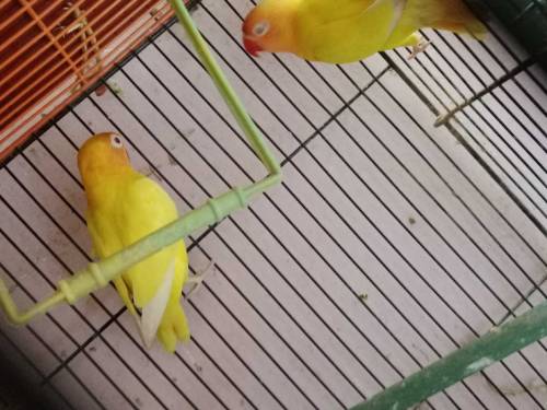 Lotino pasnata red-eye hai pair