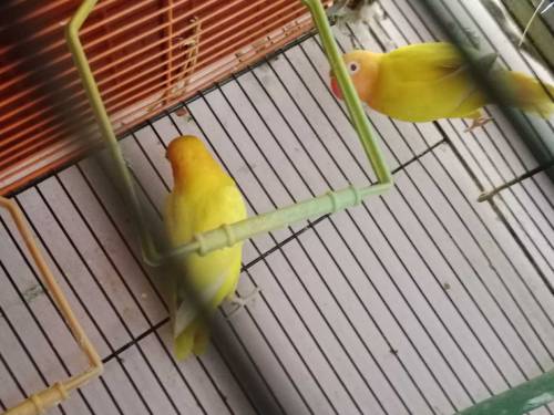 Lotino pasnata red-eye hai pair