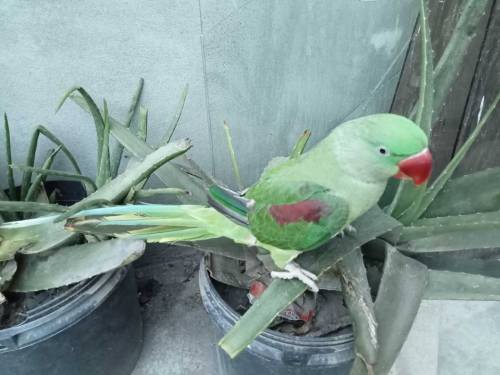 raw parrot 
