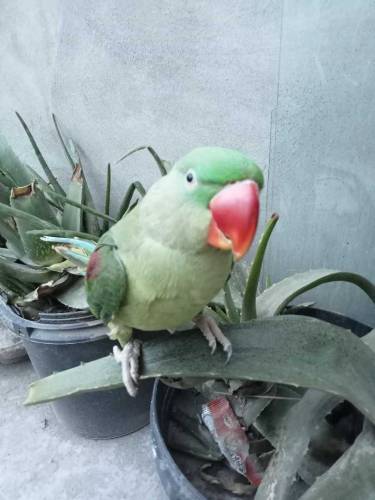 raw parrot 