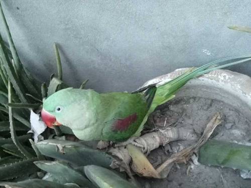 raw parrot 
