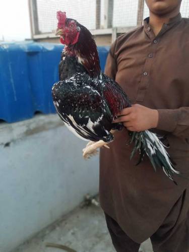 Amroha aseel murga