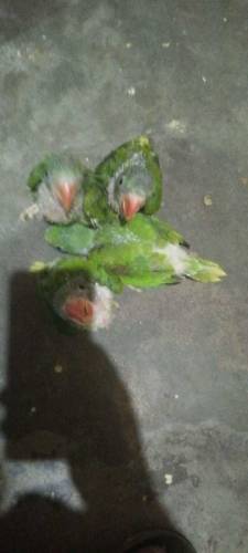 raw chicks 