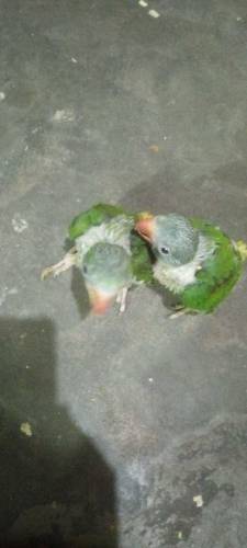 raw chicks 