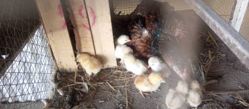 Aseel chicks