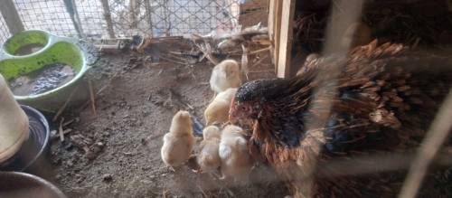 Aseel chicks