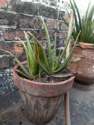 alovera plant 
