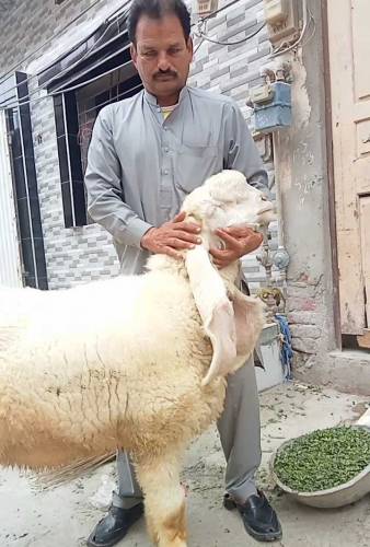 SHEEP 🐏🐏 FOR SELLING 