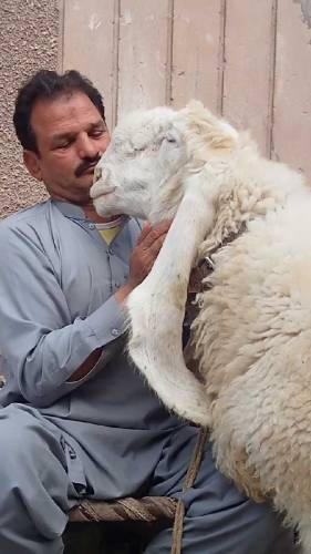 SHEEP 🐏🐏 FOR SELLING 