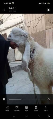 SHEEP 🐏🐏 FOR SELLING 