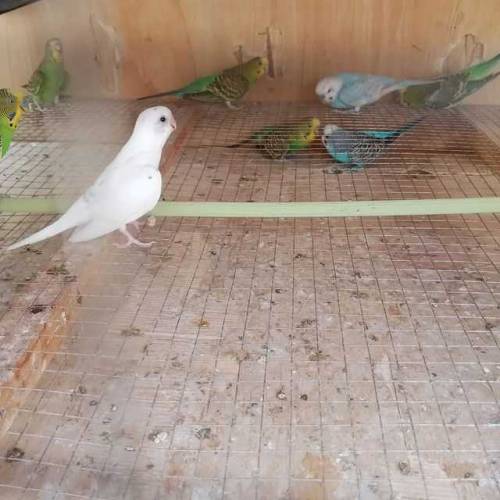 Australian parrots