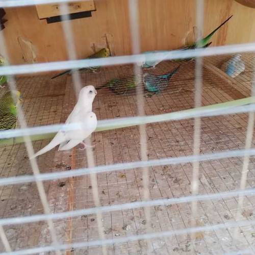 Australian parrots