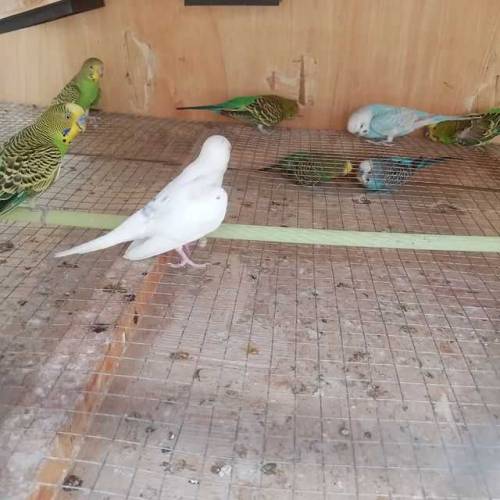 Australian parrots