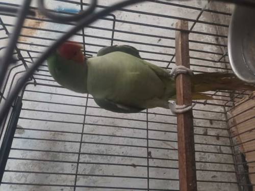 parrot 🦜 for sell 