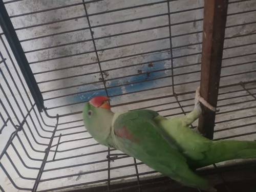 parrot 🦜 for sell 