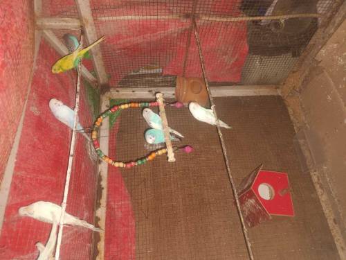 parrot 🦜 for sell