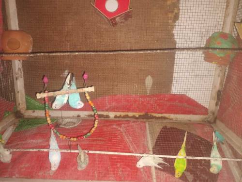 parrot 🦜 for sell