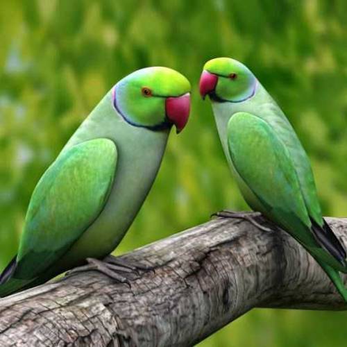 katha parrot dasi bird parrot 