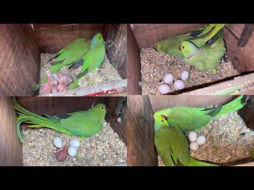 katha parrot dasi bird parrot 