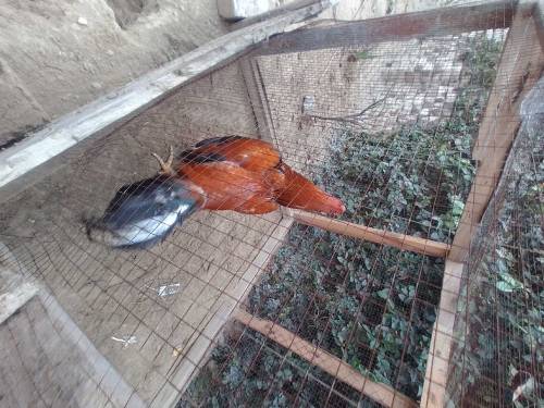 ماشاءاللہ زبردست افغانی مرغا