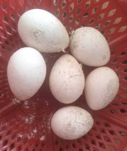 Eggs for selling 