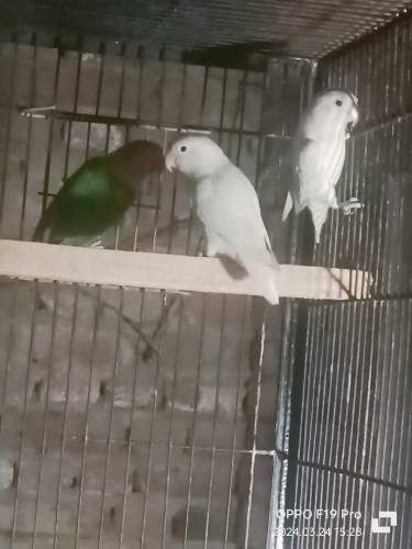 Lovebirds For Sale