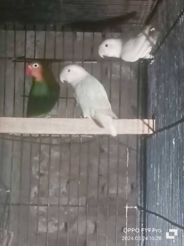 Lovebirds For Sale
