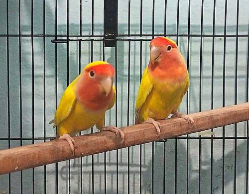 love bird