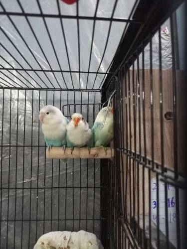 love bird