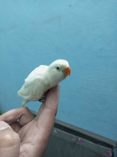 love bird