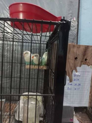 love bird
