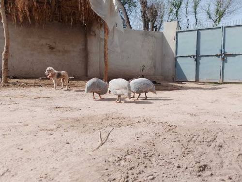 guinea fowl 2 mail chakor femail ni hai.