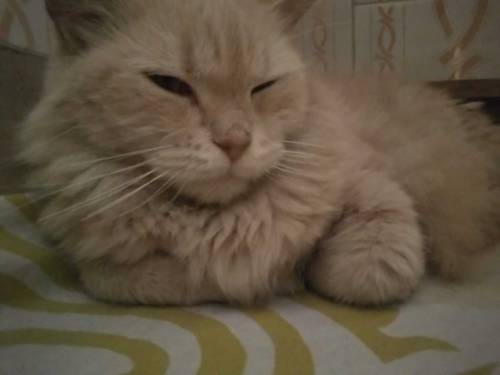 female cat urgent sale