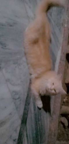 female cat urgent sale