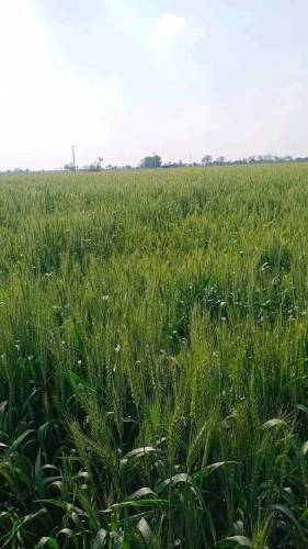 Agricultural land for sale