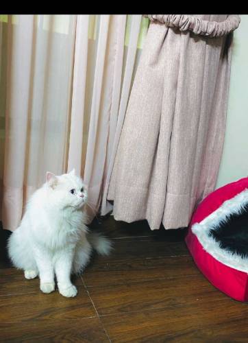 Persian Cat Punch face double coated 2 years Urgent Sale