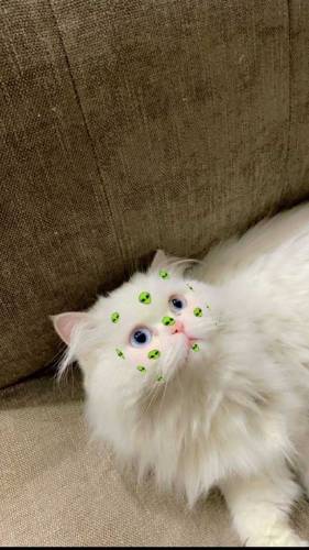 Persian Cat Punch face double coated 2 years Urgent Sale