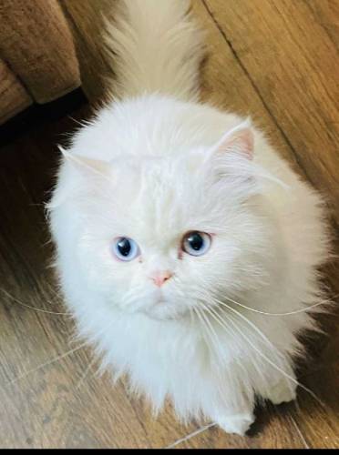 Persian Cat Punch face double coated 2 years Urgent Sale