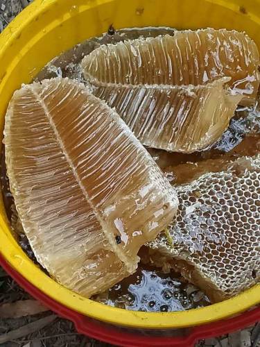 Desert Desi Honey