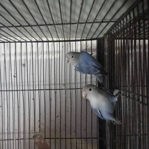Lovebirds