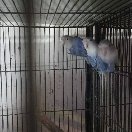 Lovebirds