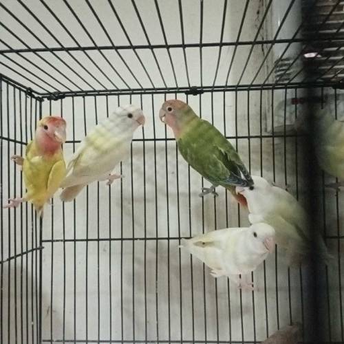 Lovebirds